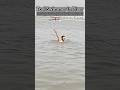 Pool Swimmer in a River 🏊🏻 #swimming #river #openwaterswimming #swim #swimmingtips