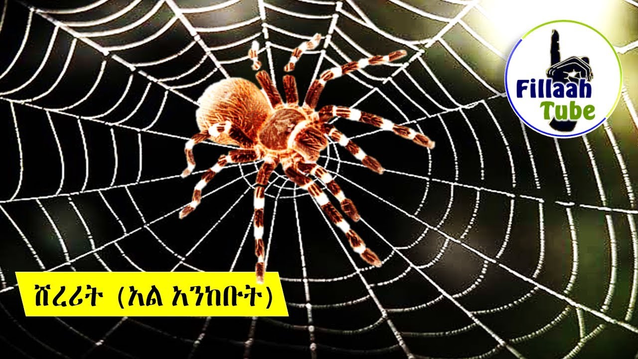 አላህ ለምን በሸረሪት ስም አንድ ምዕራፍ ከቁርኣን ውስጥ ሰየመ (ሱረቱል አል አንከቡት) የዚህች ትንኝ ተዓምራትና ሚስጥር ምንድነው