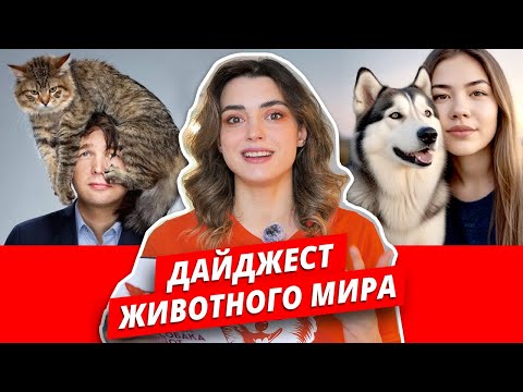 Кошки помогают вернуть долги. У женщины нашли ДНК маламута. Ограничение на ввоз кормов из Тайланда.