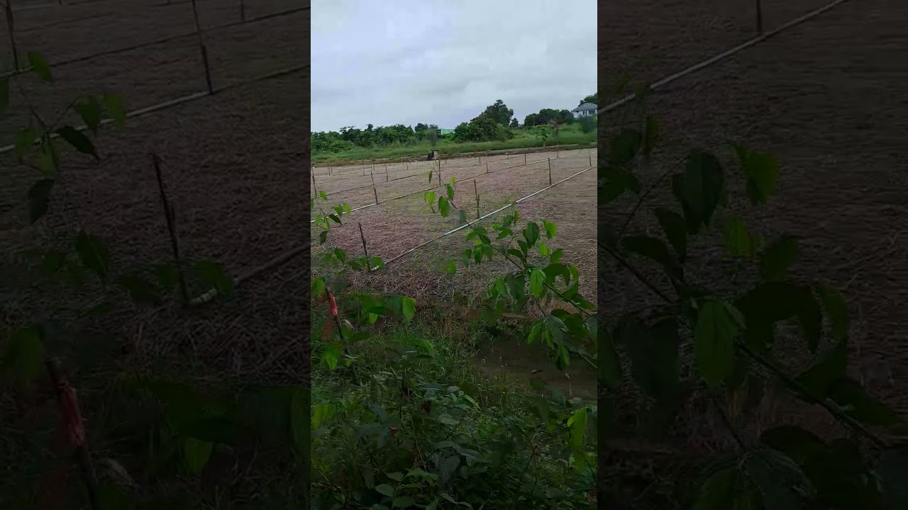 ที่ดินตำบลบึงพระ อ.เมือง จ.พิษณุโลก ตารางวาละ 7,000บ.