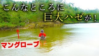 マングローブの隙間に棲む日本最大のハゼを狙う！