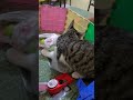 pusa ang kalaro niya