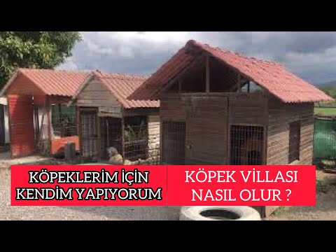 Video: Meksika Kurtarma Programı’nın dahice fikri, Pups Furever Homes’u bulmaya yardım ediyor