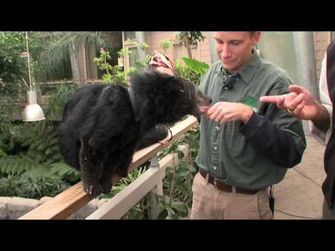 Bearcat Binturong Vs Gator Cincinnati Zoo Youtube