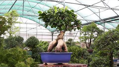 Ginseng Grafted Ficus - CT7013GMF