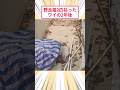 野良猫2匹拾ったワイの2年後 #2ch動物スレ #猫動画 #猫のいる暮らし