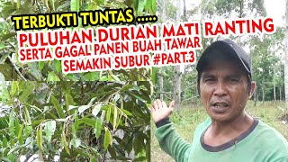 Jadi Semangat Merawat Lagi Puluhan Durian Mati Ranting & Gagal Panen Semakin Sehat PART 3 by INFO RAGAM PERTANIAN 1,651 views 1 month ago 6 minutes, 55 seconds