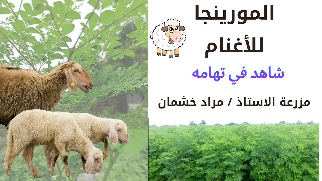 تغذية المواشي بعلف المورينجا