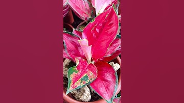 AGLAONEMA SUKSOM JAIPONG RED #Shorts
