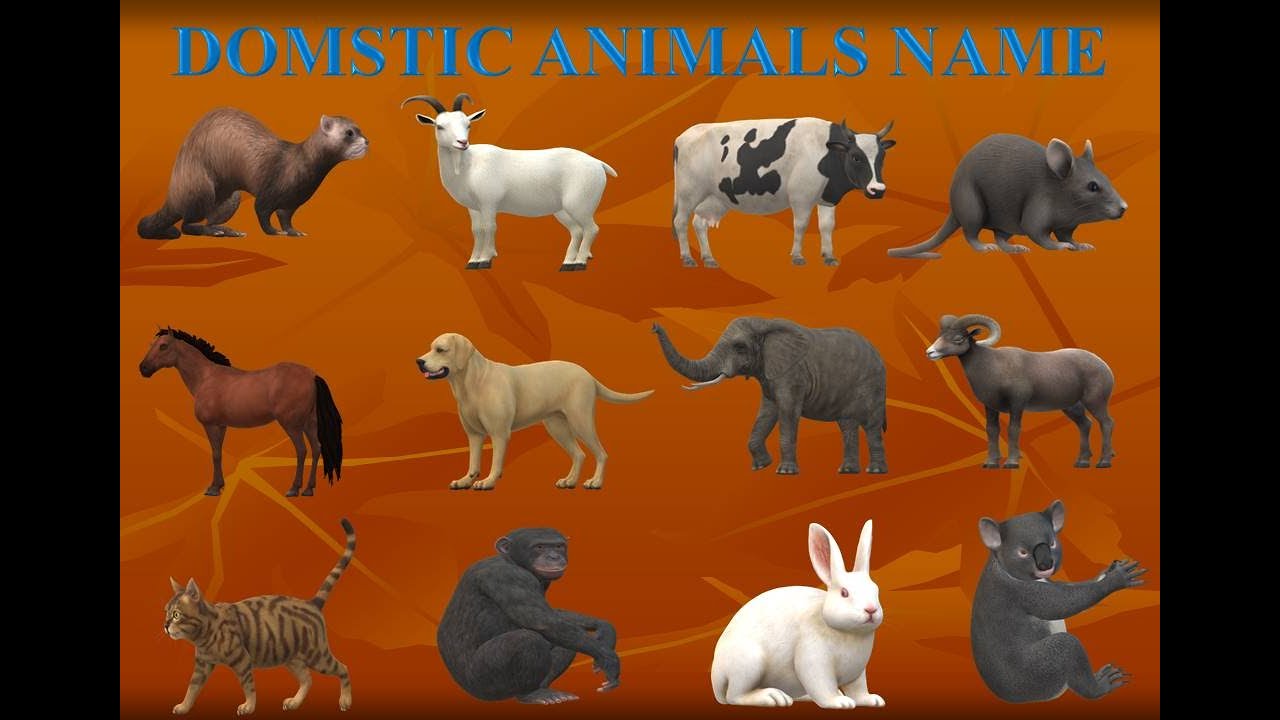 2O DOMESTIC ANIMALS NAME IN ENGLISH पालतू जानवरों के नाम इंग्लिश में