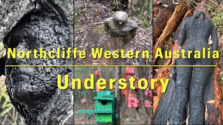 Understory, Northcliffe Western Australia