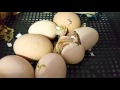 Особенности вылупления цыплят из яиц