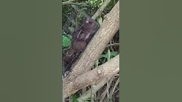 Cách bẫy sóc bằng lồng bẫy chuột #shorts