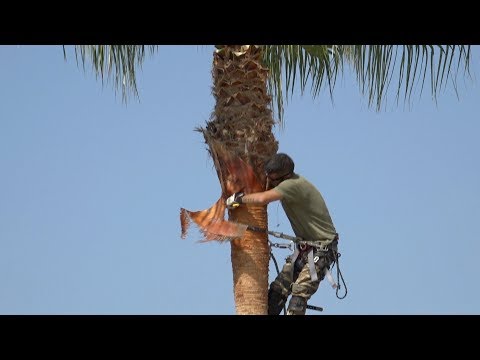 Video: Poda de palmeras: cómo y cuándo podar una palmera