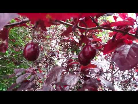 Video: Ciruelo vs. Cerezo: cómo diferenciar los ciruelos y los cerezos