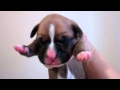 4 day old Boxer puppies