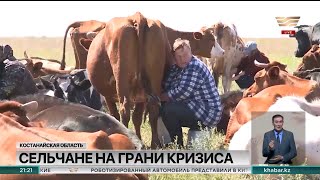 От домашнего скота намерены избавляться сельчане в Костанайской области