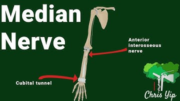Median nerve anatomy (animated)