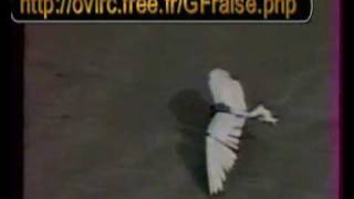 Human powered ornithopter
