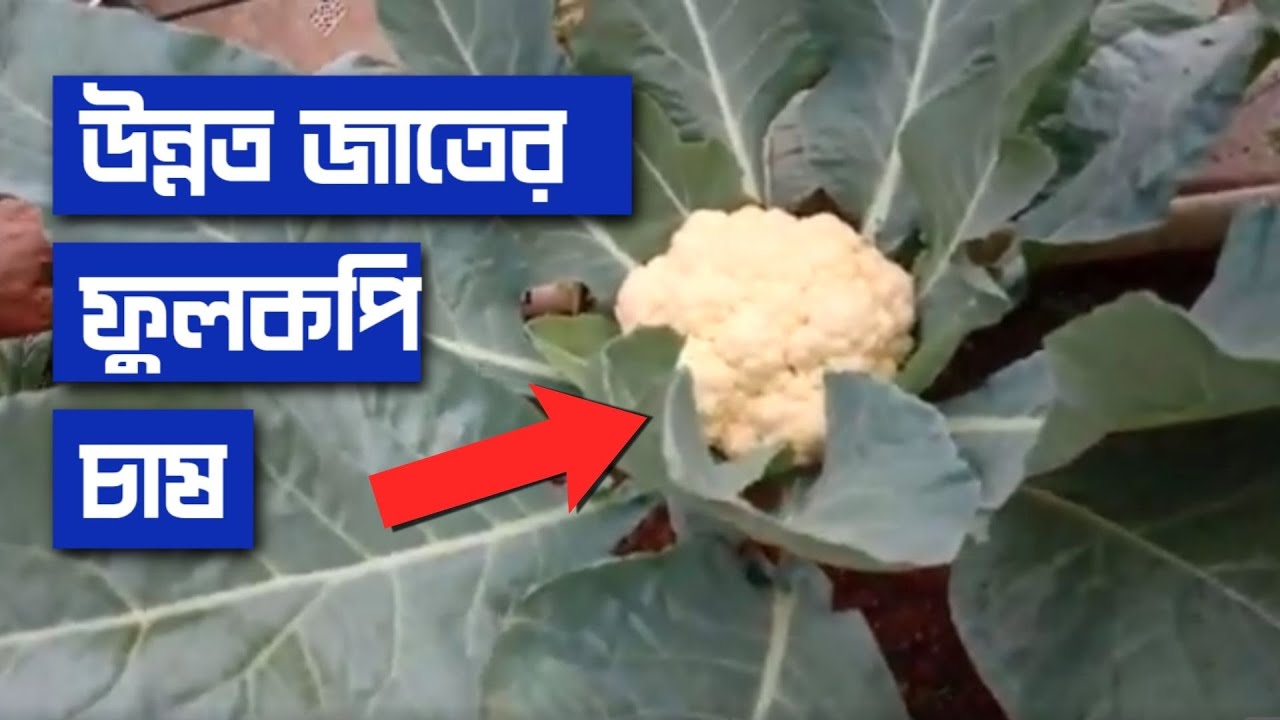 ফুলকপি চাষের সহজ পদ্ধতি ফুলকপি গাছ টবে চাষ করার পদ্ধতি cauliflower farming plant in bengali