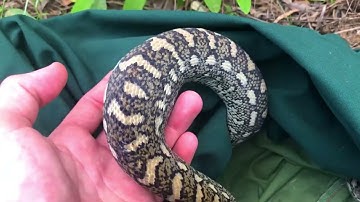 Python Eats  Pet Budgie  - Torbanlea