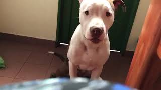 Pitbull llora por comida