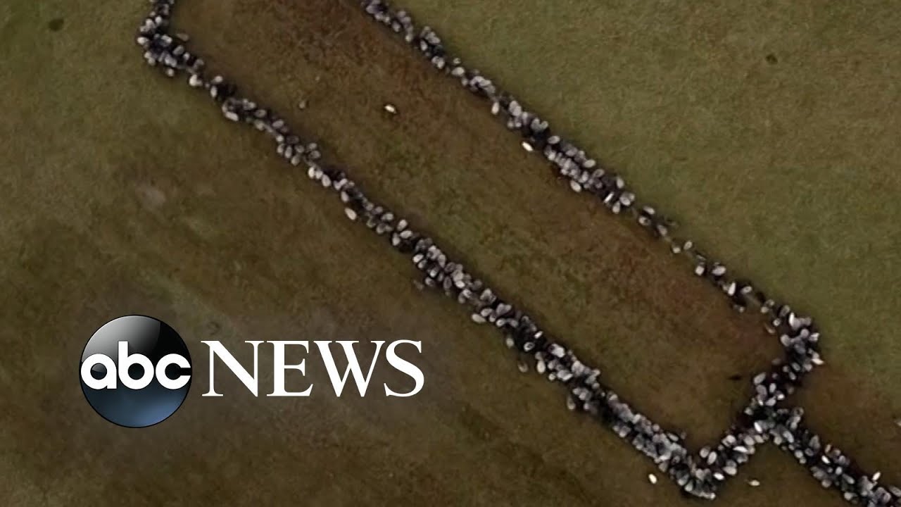 Sheep form syringe shape for COVID-19 campaign l ABC News