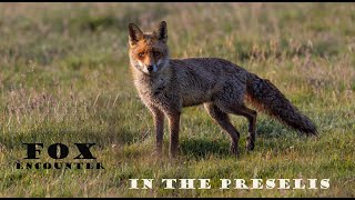 Fox Encounter in the Preselis