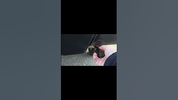 Diode Dynamics Reverse Kit! #toyota #shorts #shortsvideo