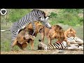 Zebra Tries To Stop Lion From Destroy His Teammates But Fails