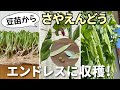 スーパーの豆苗から毎年「絹さや」と「スナップエンドウ」 を大量に収穫する方法