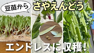ミィ③★10kgうすいえんどう露地栽培 ミィ③☆10kgうすいえんどう露地栽培 2025 ご予約受付中 うすいえん