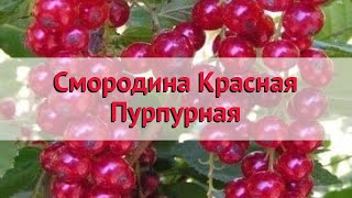 Смородина красная Пурпурная  Обзор: посадка и уход. саженцы смородины: описание и особенности