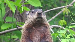 Groundhog Day