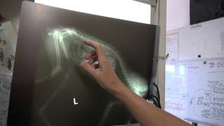 This Bobcat Arrived at WildCare Having Just Eaten a Gopher screenshot 2