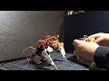 【二足歩行ロボット】起き上がり 負けるな！這い上がれ！【電子工作】