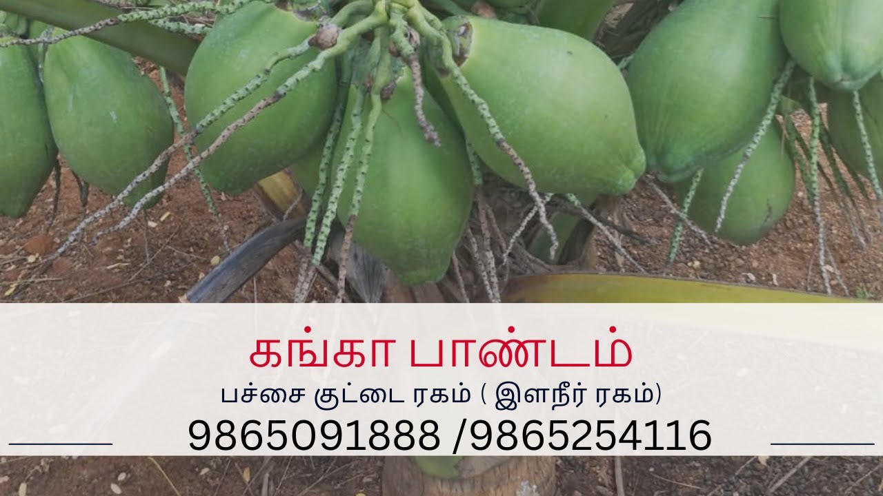 GANGABONDAM - GREEN DWARF COCONUT VARIETY
