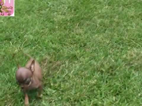 Video: Miracle Milly Nimettiin Guinnessin Ennätysten Mukaan Maailman Pienimmäksi Koiraksi
