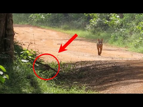 Jackal just about escapes after a sneaky Leopard ambush.