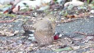 Northern Pygmy Owl Predates on Nuttall's Woodpecker