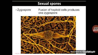 lec 3 , ch 12 (The Eukaryotes)
