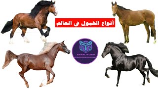 أنواع الخيول في العالم