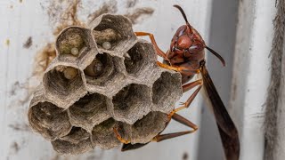 Paper Wasp Foundress (Polistes sp) Nest Relocation.