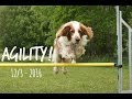 AGILITY | 12/3 - 2016 | swedish lapphund & welsh springer spaniel の動画、YouTube動画。