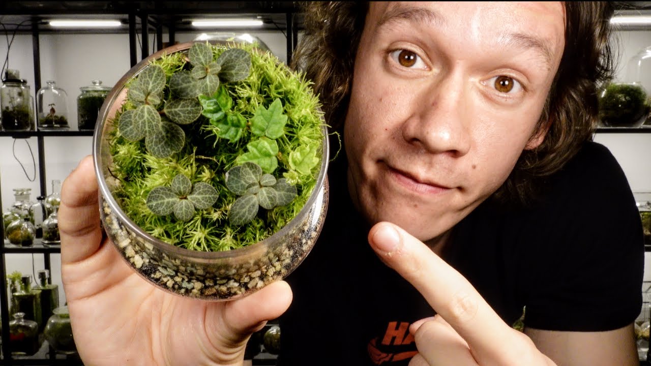 5 Must Have Terrarium Plants! 