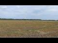Поле, русское поле 4К видео Пение луговых птиц