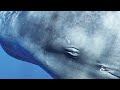 Eye-to-Eye with Sperm Whales