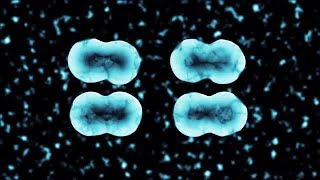Binary Fission Transparent Cell Diviision Stock Motion Graphics