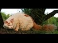 Animal Planet   :  Cats 101 ~ Turkish Van の動画、YouTube動画。