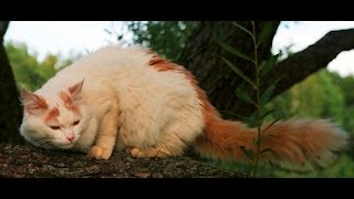 Download lagu Animal Planet Cats 101 Turkish Van Animal Planet Cats 101 Turkish Van